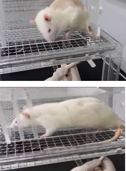    ̹